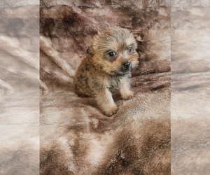 Yorkshire Terrier Puppy for sale in ELIZABETH, CO, USA