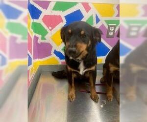 Australian Shepherd-Unknown Mix Dogs for adoption in Baytown, TX, USA