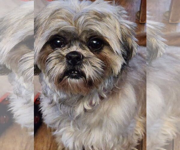 Medium Photo #8 Shih Tzu Puppy For Sale in Brooklyn Center, MN, USA