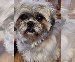 Small #7 Shih Tzu