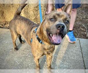 American Water Spaniel-Labrador Retriever Mix Dogs for adoption in Tallahassee, FL, USA