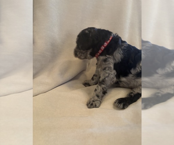 Medium Photo #3 Schnoodle (Giant) Puppy For Sale in MINNEAPOLIS, MN, USA