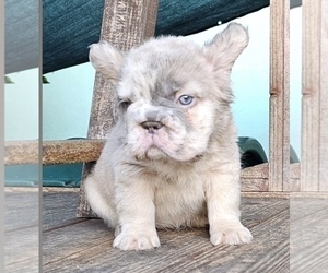 French Bulldog Puppy for sale in VIRGINIA BEACH, VA, USA