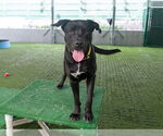 Small Labrador Retriever