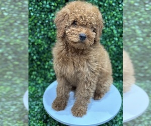 Poodle (Miniature) Puppy for sale in CHICAGO, IL, USA