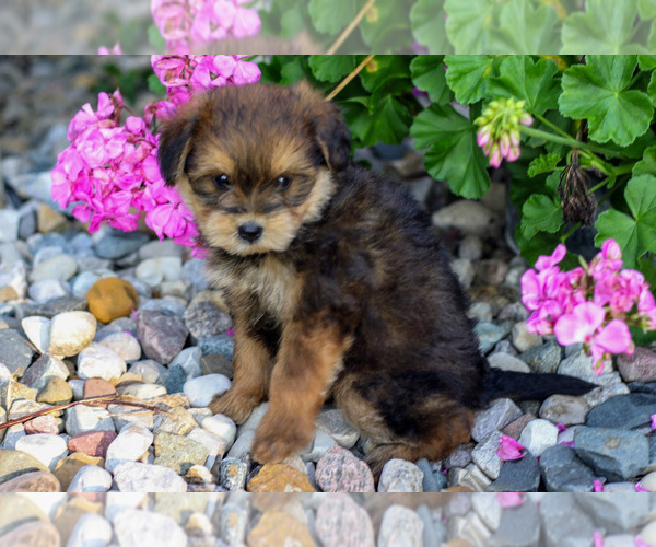 Medium Photo #10 Pom-A-Poo Puppy For Sale in BREMEN, IN, USA