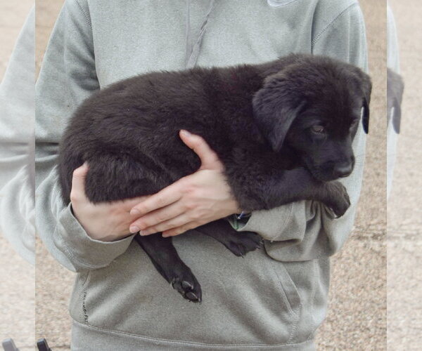 Medium Photo #2 Mutt Puppy For Sale in Huntley, IL, USA