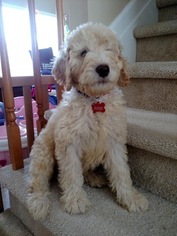 Australian Labradoodle Puppy for sale in LAKE HOPATCONG, NJ, USA