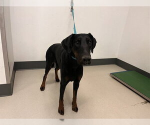 Doberman Pinscher Dogs for adoption in Corona, CA, USA