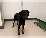 Small Doberman Pinscher