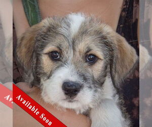 Medium Mutt