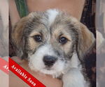 Small Mutt