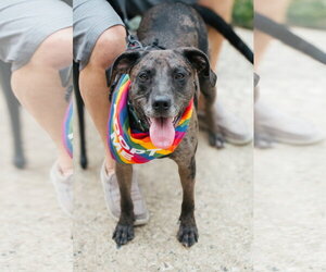 Dominic - Adoption Pending! - Male Catahoula Leopard Dog Dog for Adoption - Photo #6