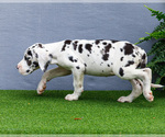 Small Photo #161 Great Dane Puppy For Sale in WAKARUSA, IN, USA