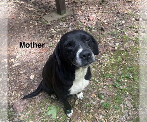 Labrador Retriever-Unknown Mix Dogs for adoption in Royal Palm Beach, FL, USA