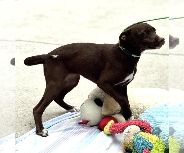 Medium Photo #4 Chocolate Labrador retriever-Unknown Mix Puppy For Sale in Yardley, PA, USA