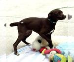 Small #3 Chocolate Labrador retriever Mix