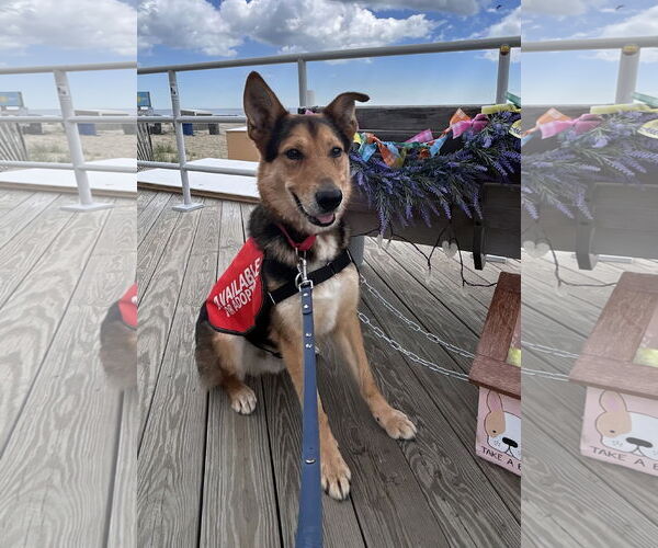 Medium Photo #4 German Shepherd Dog-Unknown Mix Puppy For Sale in Oakhurst, NJ, USA