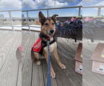 Small #3 German Shepherd Dog Mix
