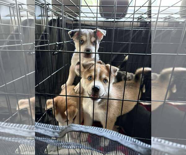 Medium Photo #4 Siberian Husky-Unknown Mix Puppy For Sale in Gretna, NE, USA