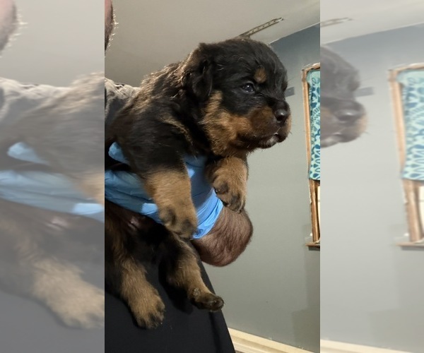 Medium Photo #4 Rottweiler Puppy For Sale in WALLINGFORD, CT, USA