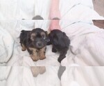 Small Photo #2 Poovanese Puppy For Sale in AMADO, AZ, USA