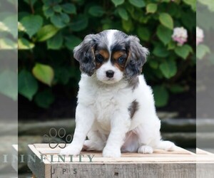 Cavapoo Puppy for sale in KINZERS, PA, USA