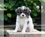 Image preview for Ad Listing. Nickname: Sullivan