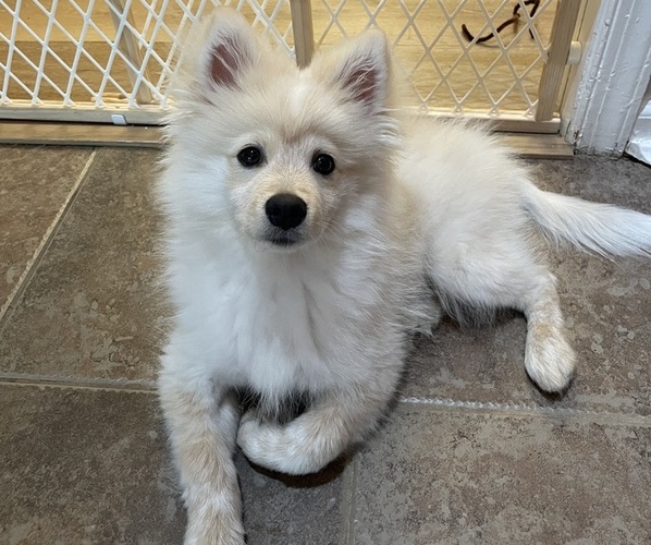 Medium Photo #1 Pomeranian Puppy For Sale in VIRGINIA BEACH, VA, USA