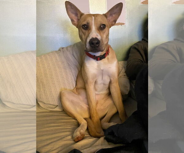 Medium Photo #2 American Pit Bull Terrier-Siberian Husky Mix Puppy For Sale in Westminster, MD, USA