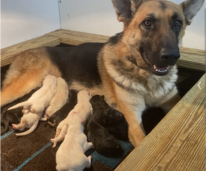 Mother of the German Shepherd Dog puppies born on 02/09/2022