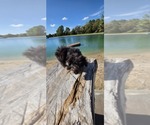 Pup Pup - Male Aussiedoodle Toy Puppy for Sale - Photo #12