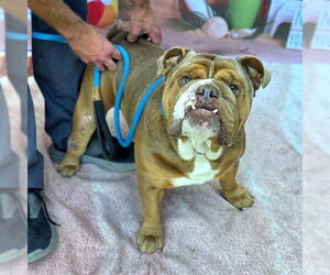 Bulldog Dogs for adoption in Long Beach, CA, USA