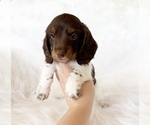 Small #7 Dachshund