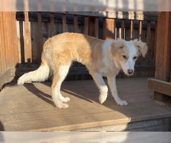 Medium Photo #2 Border Collie-Collie Mix Puppy For Sale in Pueblo West, CO, USA