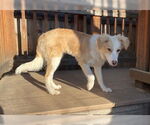 Small #1 Border Collie-Collie Mix