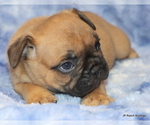 Small Photo #3 French Bulldog Puppy For Sale in WINNSBORO, TX, USA