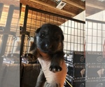 Small Photo #28 German Shepherd Dog Puppy For Sale in GRAHAM, MO, USA