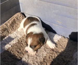 Jack Russell Terrier Puppy for sale in KINDER, LA, USA