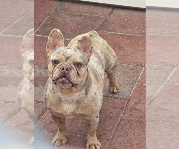 Medium Photo #1 French Bulldog Puppy For Sale in NORTH PORT, FL, USA