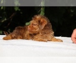 Small #6 Yorkiepoo mix (+ Poodle Toy)