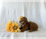 Puppy Snicker Cavapoo