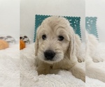 Small Photo #1 Double Doodle Puppy For Sale in NORTH HIGHLANDS, CA, USA