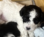 Small Photo #5 Maltipoo Puppy For Sale in JASPER, GA, USA