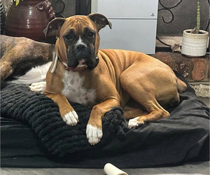 Mother of the Boxer puppies born on 11/19/2025