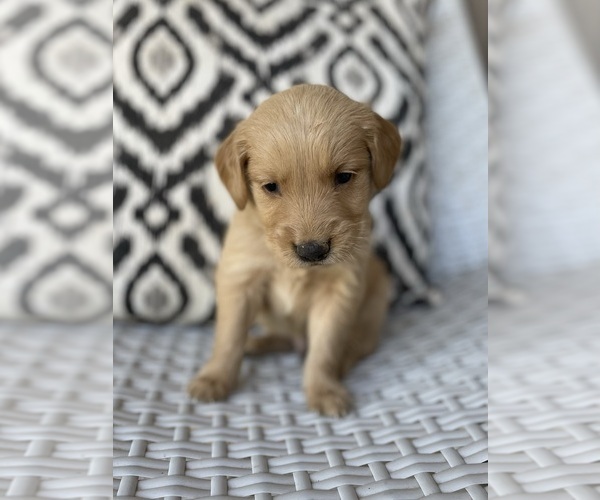 Medium Photo #4 Golden Retriever Puppy For Sale in FORDLAND, MO, USA