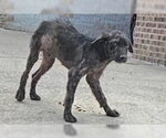 A663038 - Male German Shepherd Dog-Unknown Mix Dog for Adoption - Small photo