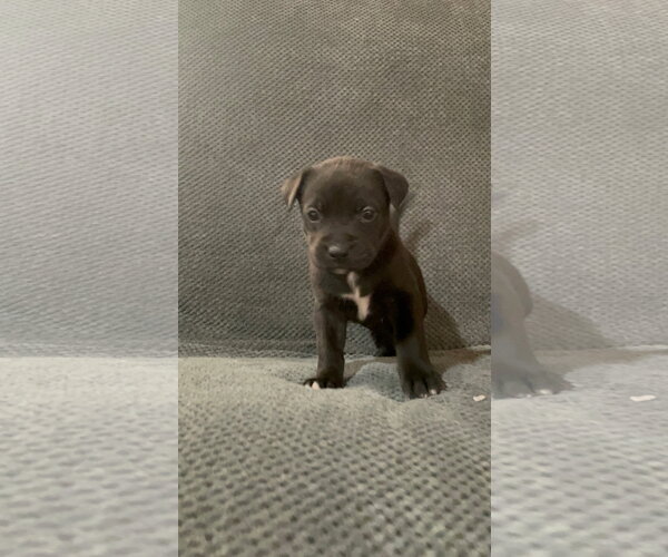 Medium Photo #1 Labrador Retriever-Unknown Mix Puppy For Sale in Princeton, MN, USA