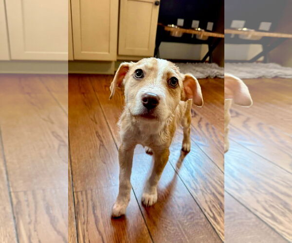 Medium Photo #3 Mutt Puppy For Sale in Germantown, OH, USA