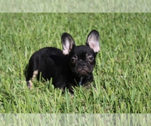 French Bulldog Dog for Adoption in AUBURNDALE, Florida USA